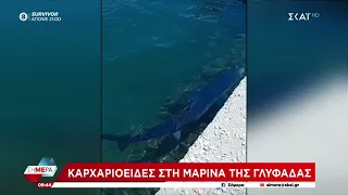 Καρχαριοειδές έκανε την εμφάνισή του στα ρηχά, στη δεύτερη μαρίνα της Γλυφάδας | Σήμερα | 07/05/2024