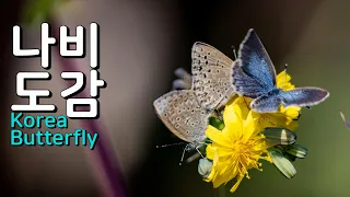 나비도감(남방부전나비) |  한국의 나비 | Korea butterfly