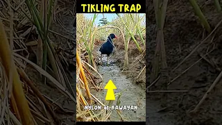 TIKLING TRAP nylon at kawayan #Birdtrap #shorts #viral