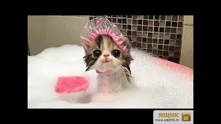 Я РЖАЛ ПОЛ ЧАСА  Смешные Коты и Собаки  ПРИКОЛЫ С ЖИВОТНЫМИ  Cute Cats #121