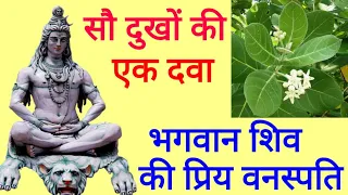 सौ दुखों की एक दवा है भगवान शिव की यह प्रिय वनस्पति