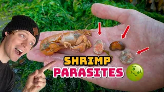 Shrimp Parasite Removal ASMR | Shrimp Gets Attacked & I Get Pinched!