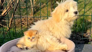 A baby kitten is trying to warm up in the fur of big dog who has become his nanny