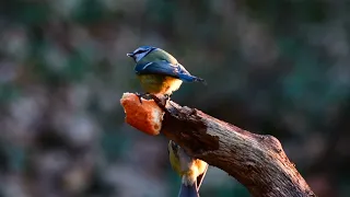 Nature And Wildlife Video- Birds 🐦 Animal is Beautiful Creature On Our Planet,