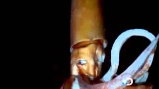 First EVER Footage of Giant Squid *Must Watch*