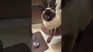 Siamese Cat Meows