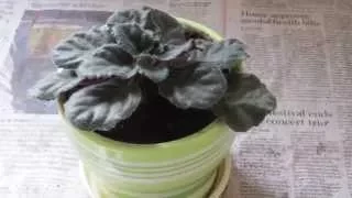 How to spruce up your African Violets!