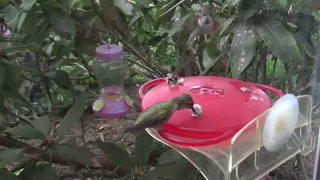 Many, many hummingbirds May 26, 2024