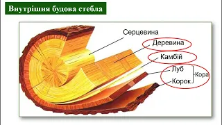 Стебло  Будова стебла. Видозміни пагона.