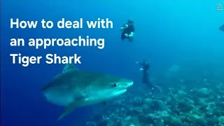 Ideal Freediving with Tiger Sharks Encounter | Fuvahmulah Maldives