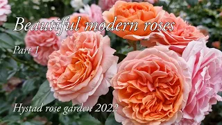 Beautiful modern roses. Part 1. Hystad rose garden 2022.