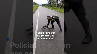 A police officer saves a sloth bear from being run over🦥