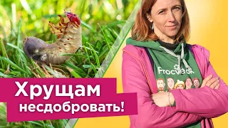 ХРУЩИ ИСЧЕЗНУТ С УЧАСТКА! Как избавиться от личинок майского жука надолго? Все действенные способы