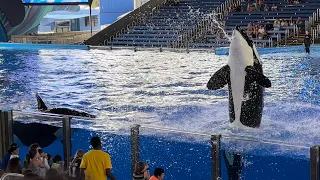 Up Close with Orcas: My Unforgettable Experience at SeaWorld