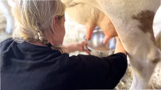 FIRST TIME MILKING A COW!