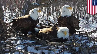 Bald eagles trio, 2 dads and a mom raise eaglets together - TomoNews