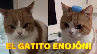Gatito Enojón se le Pasa Todo el Día Enrabiao'