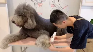 Giant Poodle Grooming | Standard Poodle Grooming | Poodle Grooming