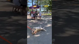 Golden Retriever Refuses To Leave Park | The Dodo