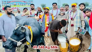 2022 World Record 49.348 Kg Milk Record Chan Buffalo Rana Fazal Dairy Farm Pattoki Milk Competition