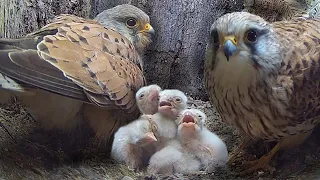 Kestrel Pair Become Perfect Parents   | Athena & Apollo | Robert E Fuller