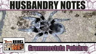 Grammostola Pulchra (Brazilian Black) Husbandry and Rehousing