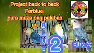 Project back to back Parblue para makapag palabas ng BLUE2 (Vlog#32)