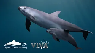 Save the Vaquita Petition