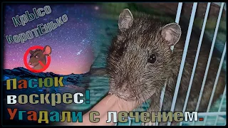 Пасюк воскрес! 😫 Мы решили не опускать руки, рискнуть с лечением, и... 🐭 (Wild Rats | Дикие Крысы) 🐭