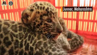 Leopard Family Reunion in Maharashtra