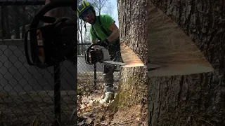 I Could Watch Tree Cutting All Day 🤤 #shorts