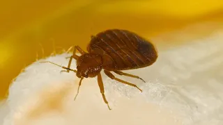 Thornwood HS students say bed bug infestation persists