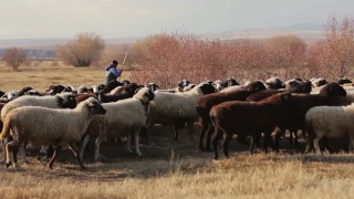 Фильм "Таёжная, озерная, степная"