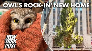 Adorable owl found tucked inside Rockefeller Christmas tree | New York Post