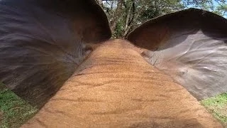 GoPro: Elephant Lunch Break