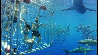 Swimming With Sharks - Documentary