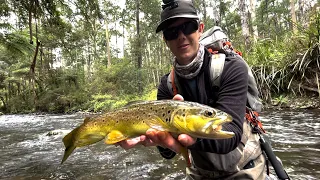 Small Stream Dry Fly Fishing For Big Trout