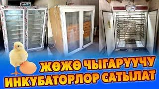 Бизнес башта! ЖӨЖӨ чыгаруучу ИНКУБАТОР аппараттары САТЫЛАТ ~ Баасы: 120,000 сом+30,000+ 50,000 сом.