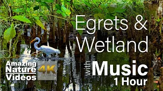 1 Hour Egret and Wetland with With Soothing Music | Relaxing Meditation Music