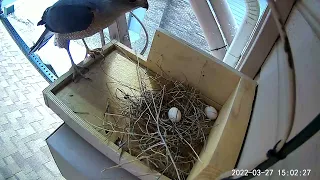 3 27 2022 Egg scattering & Hawk's early visit.