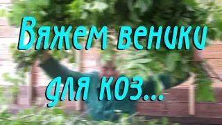 ВЯЖЕМ ВЕНИКИ ДЛЯ КОЗ / КАКИЕ ВЕНИКИ ЕДЯТ КОЗЫ