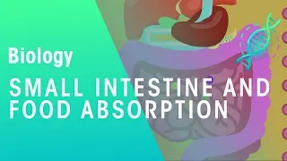 Small intestine and food absorption | Physiology | Biology | FuseSchool