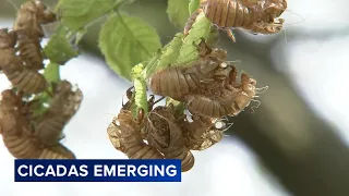 Cicada emergence begins in parts of Chicago area: 'Don't be alarmed'