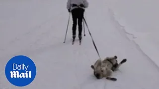 Playful Dog Enjoys Being Pulled Through Snow