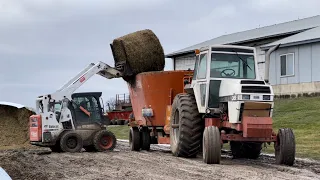 Feeding TMR to the dairy cows! Muddy winter mess!