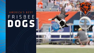 Incredible Flying Disc Dog Tricks, America's Best Frisbee Dogs | Chicago Bears