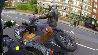 Awesome dog in sidecar, wearing goggles