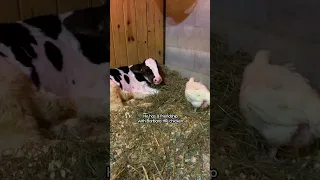 Baby Cow Who Was All Alone For Months Now Falls Asleep With His Chicken Every Night | The Dodo