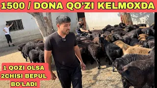 TOZA XSORI QO'ZILARI 1500 DONA KELMOXDA 1+1 BITTASI BEPUL BO'LADI