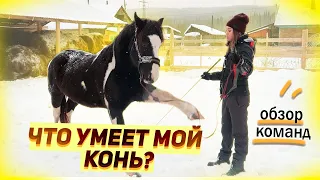 Какие команды знает мой конь? Базовое воспитание лошади